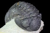 Bargain, Morocops Trilobite - Visible Eye Facets #119620-3